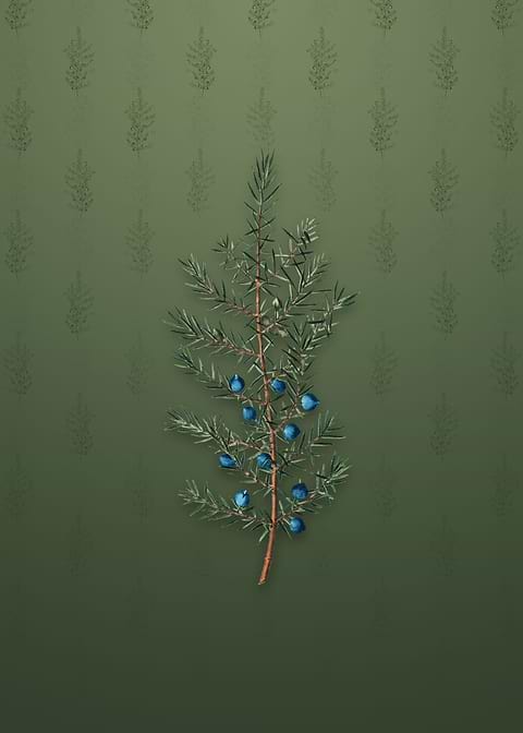 Vintage Common Juniper