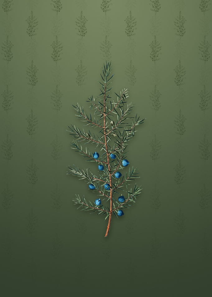 Vintage Common Juniper