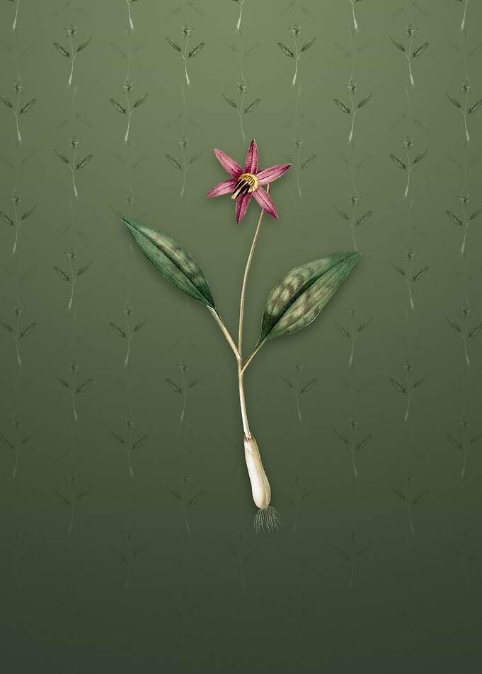 Vintage Erythronium