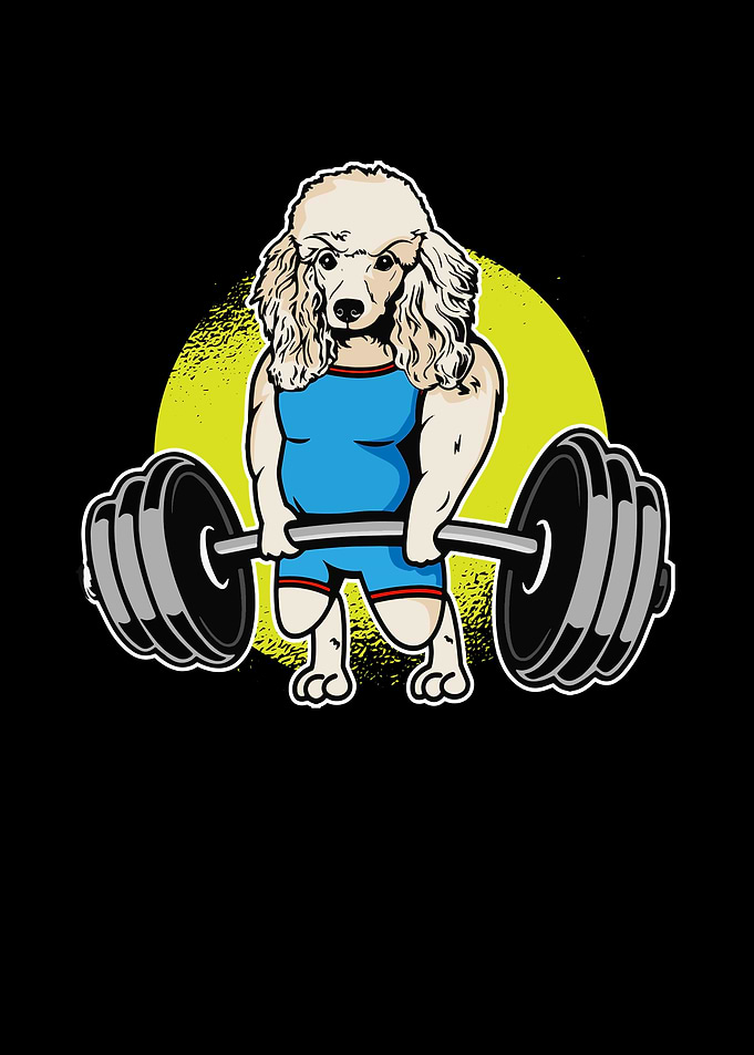 Poodle Weightlifting I
