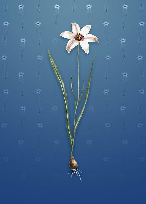 Lady Tulip on Bahama Blue