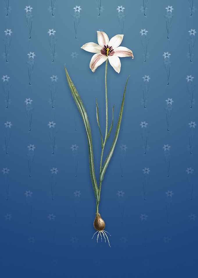 Lady Tulip on Bahama Blue