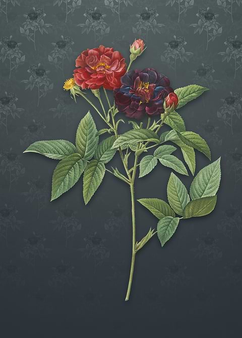 Vintage Van Eeden Rose