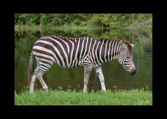 Zebra