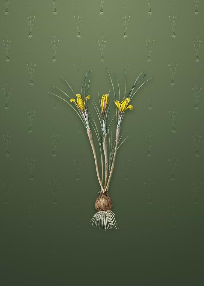 Cloth of Gold Crocus