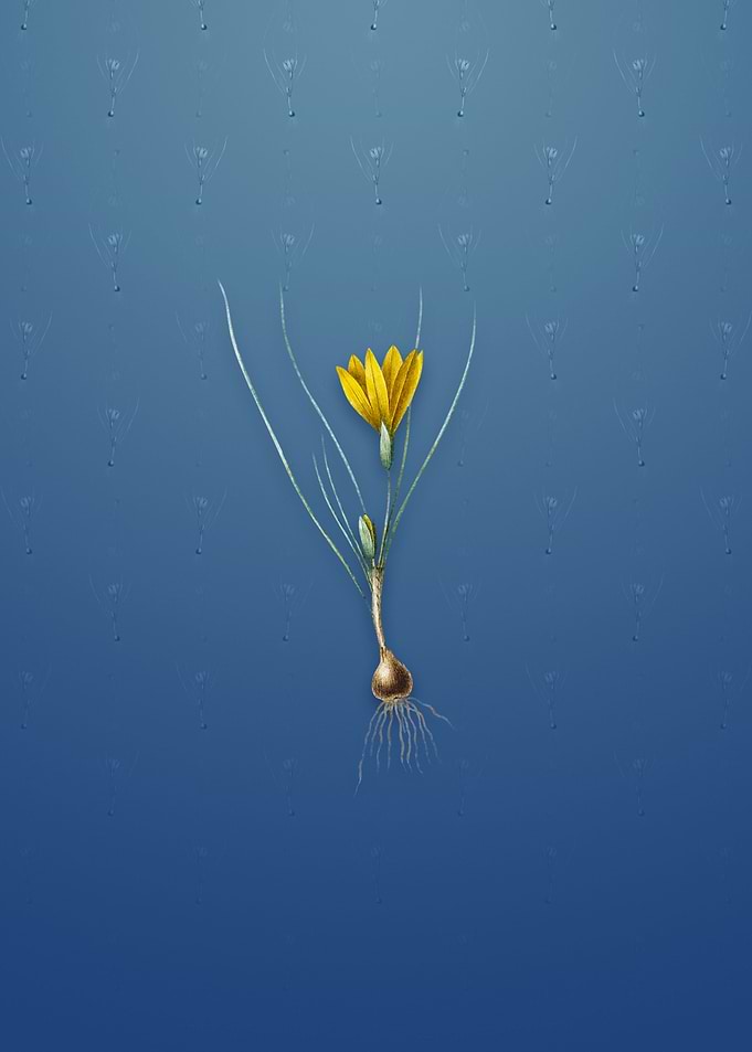 Vintage Ixia Filifolia