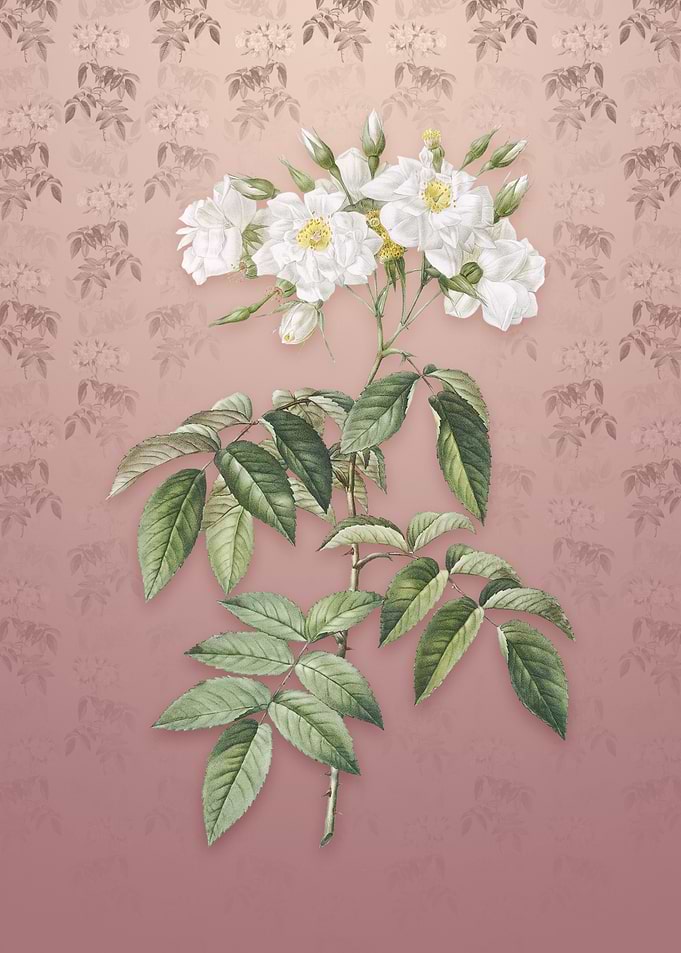 Musk Rose on Dusty Pink