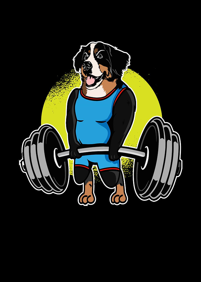 Bernese Mountain Dog
