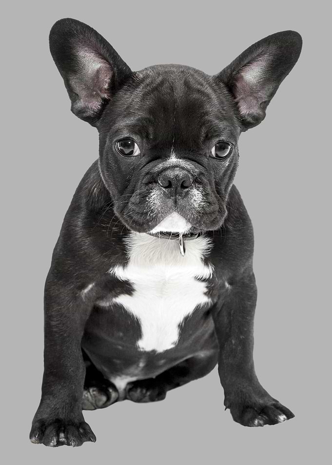 Cute french Bulldog Dog