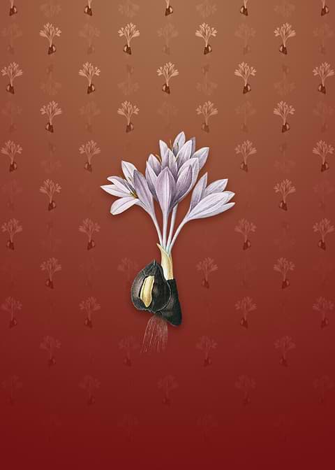 Vintage Autumn Crocus
