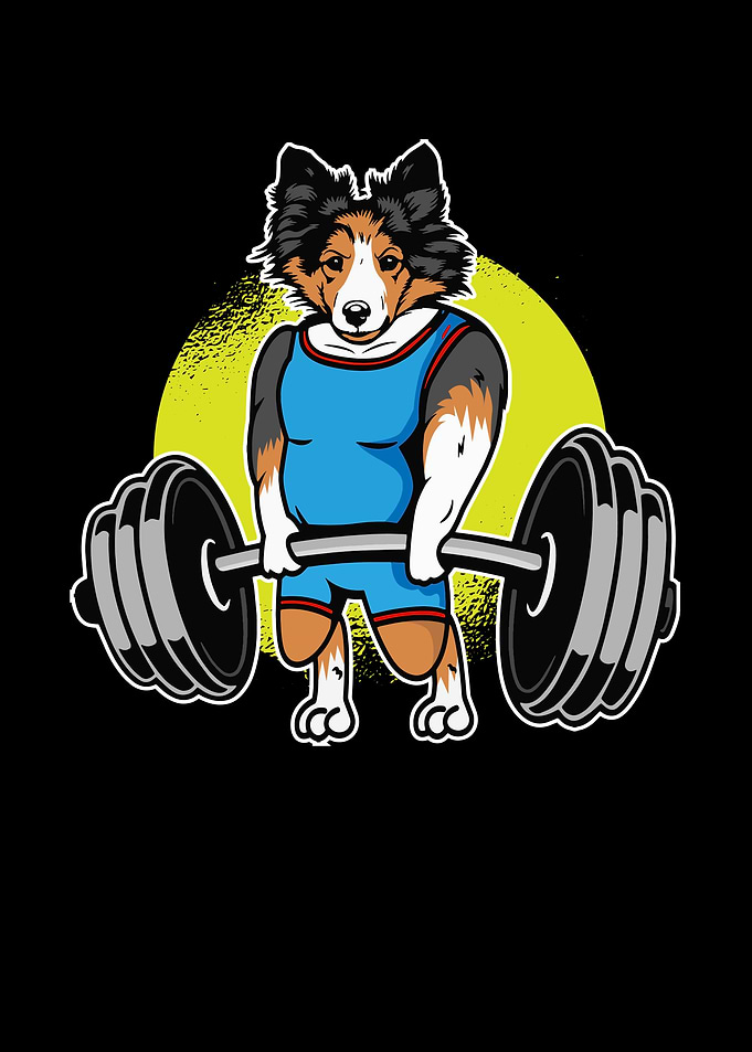 Shetland Sheepdog