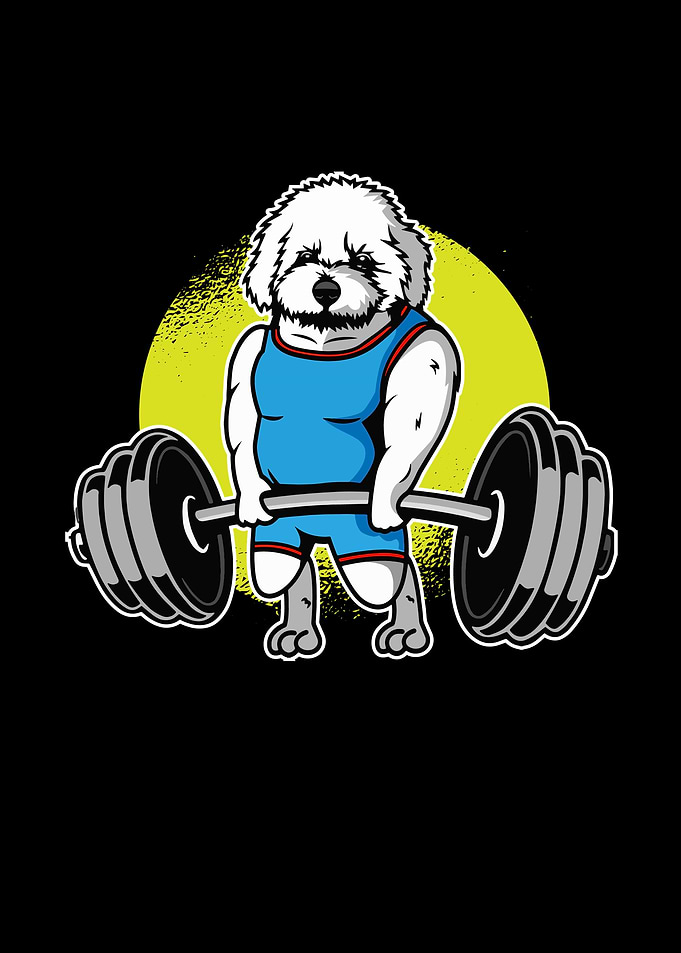 Bichon Frise Weightlifting