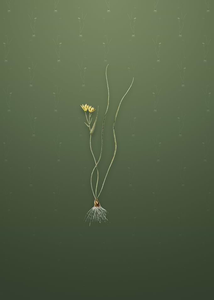 Ornithogalum Spathaceum