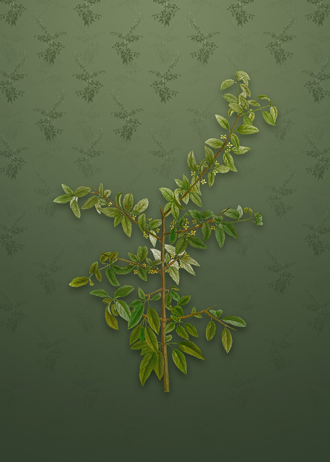 Vintage Rock Buckthorn