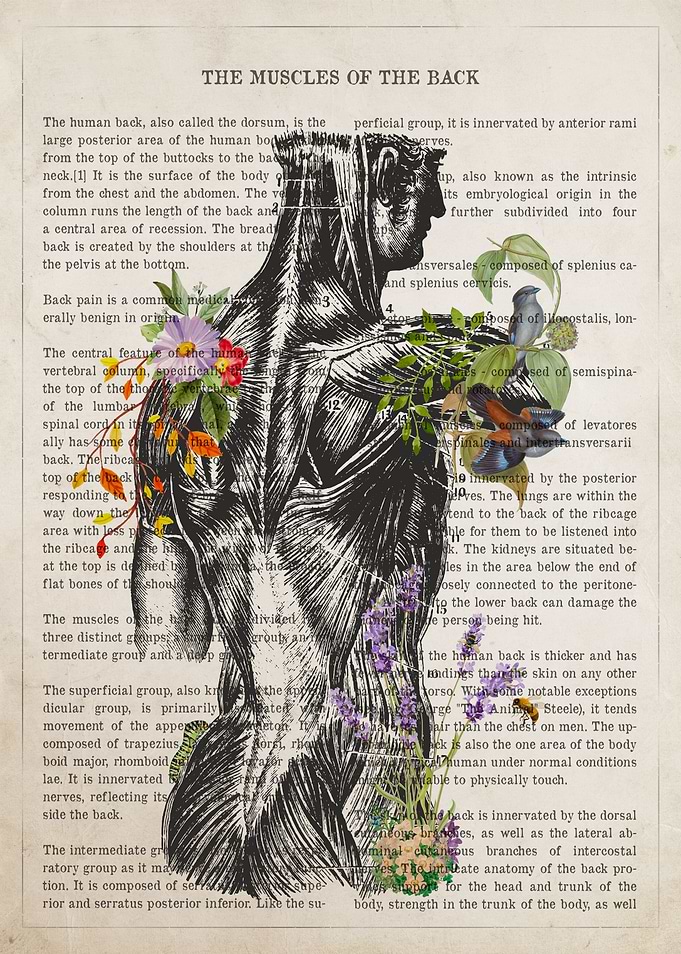 Back Muscles Anatomy