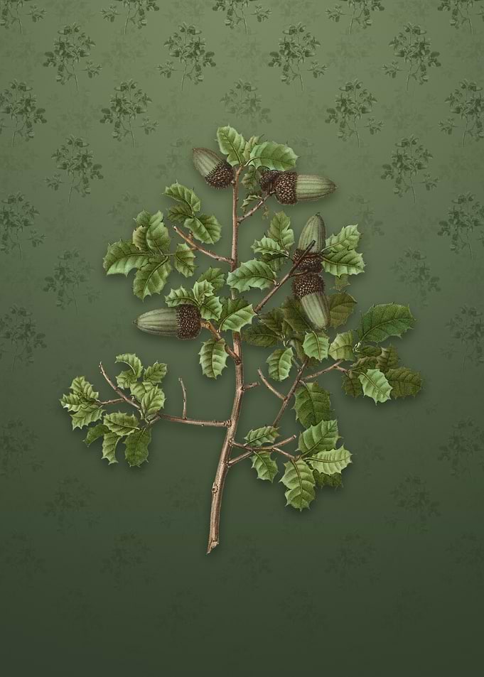 Kermes Oak on Lunar Green