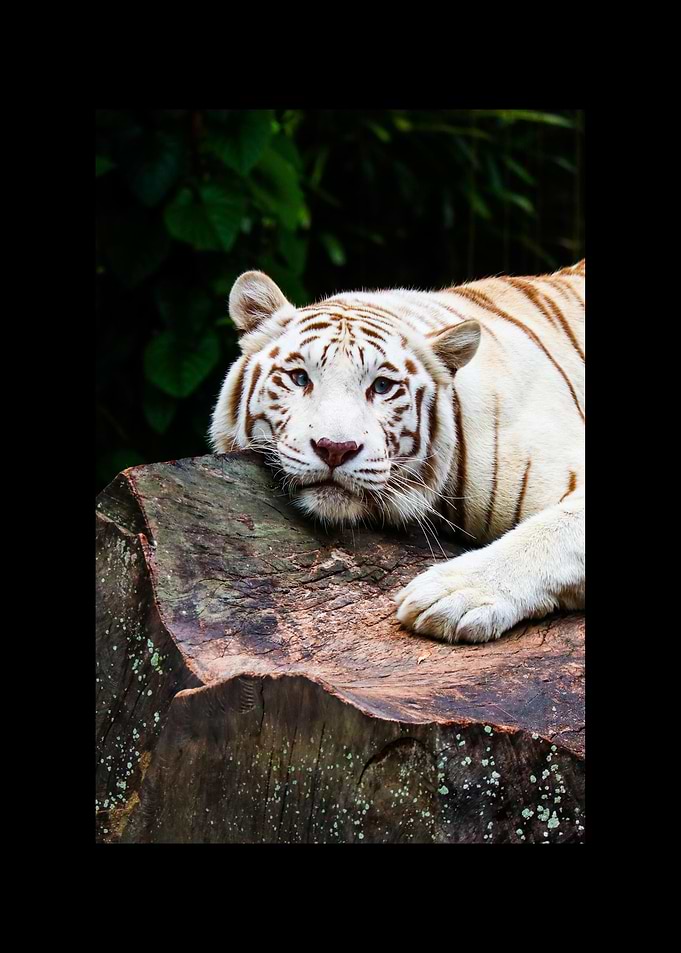 White Tiger
