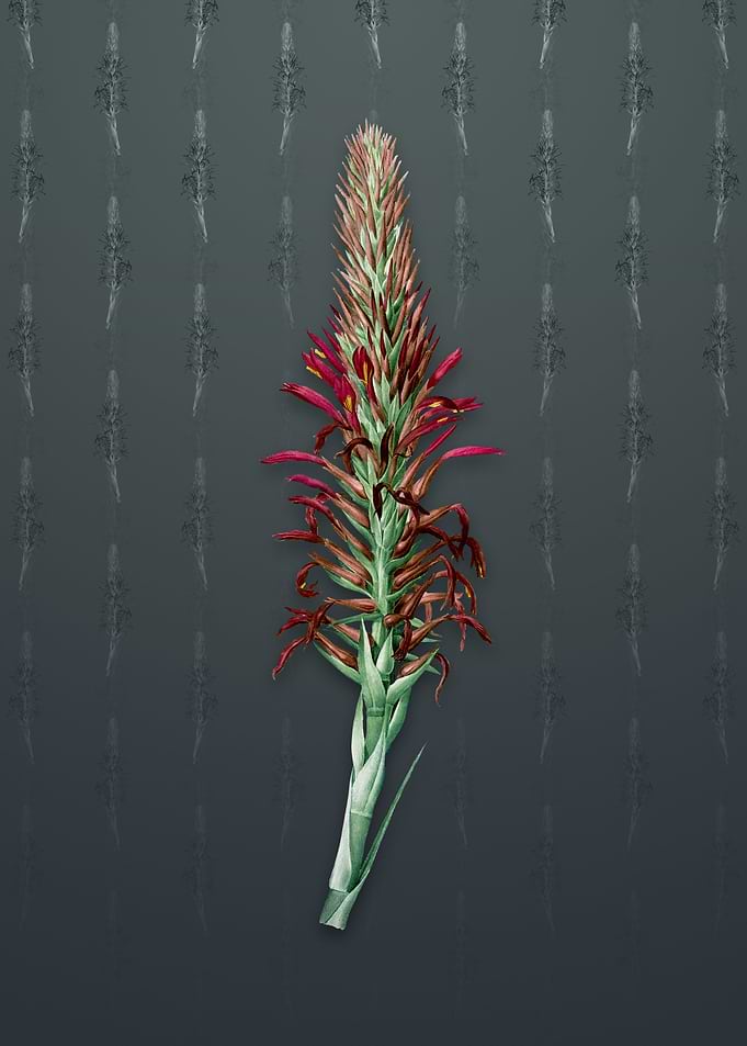Pitcairnia Latifolia