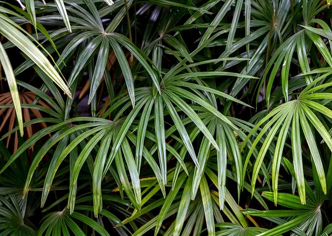 Tropical Leaves and Plants