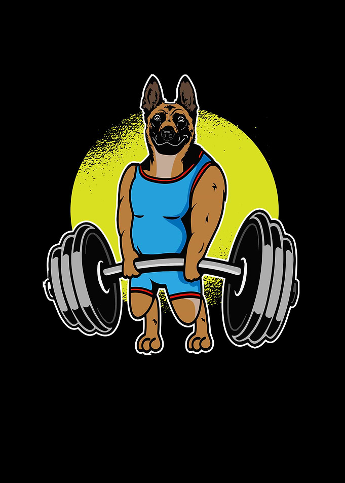 Belgian Malinois