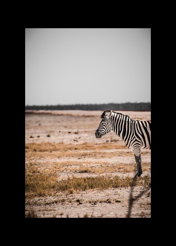 Zebra