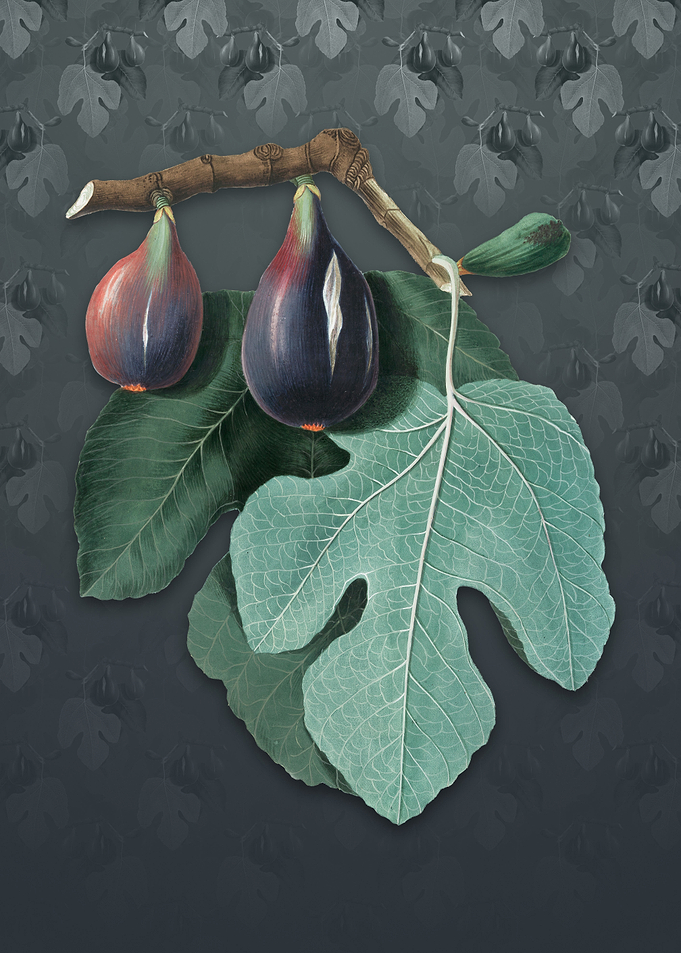 Vintage Fig on Slate Gray
