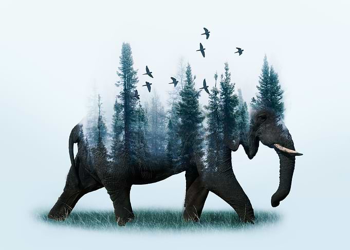 Mother nature elephant