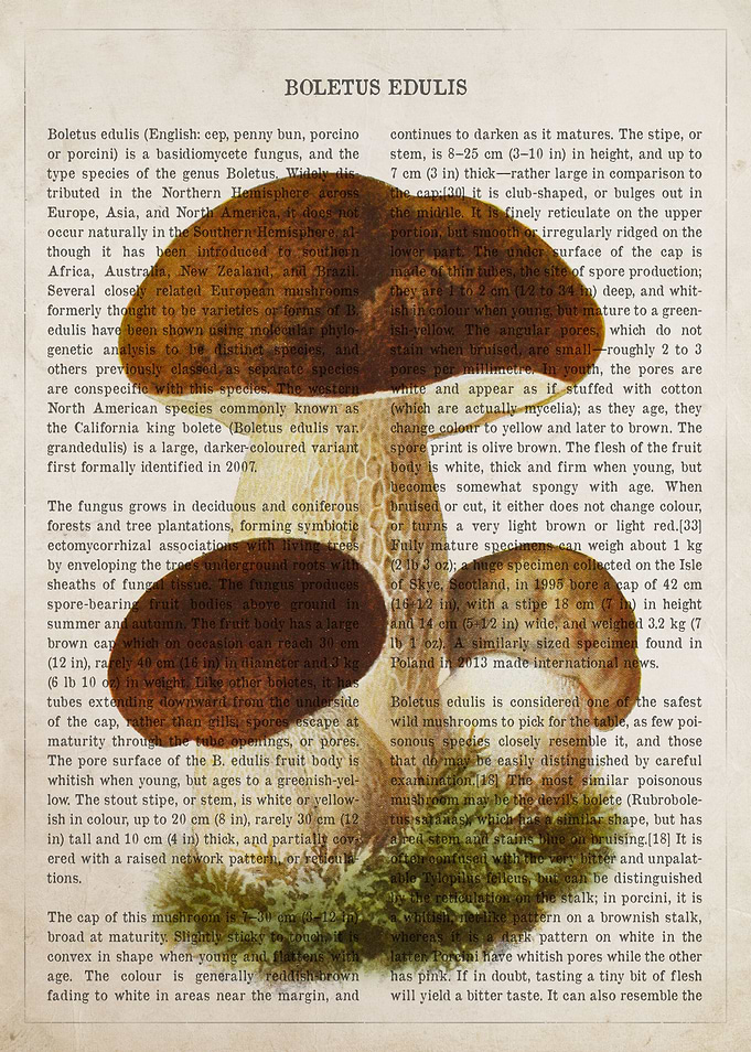 Mushroom Boletus edulis