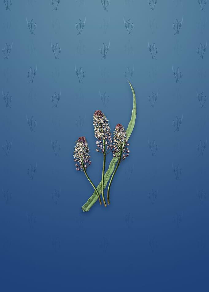 Meadow Squill Flower