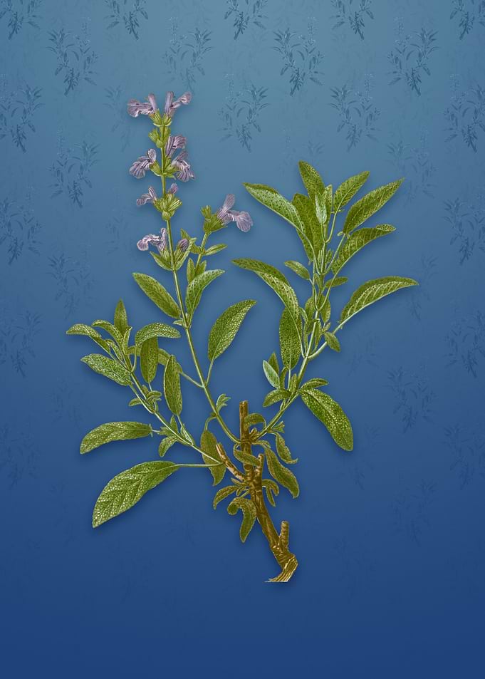 Vintage Garden Sage