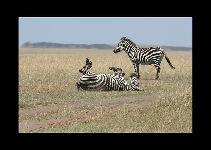 Zebra