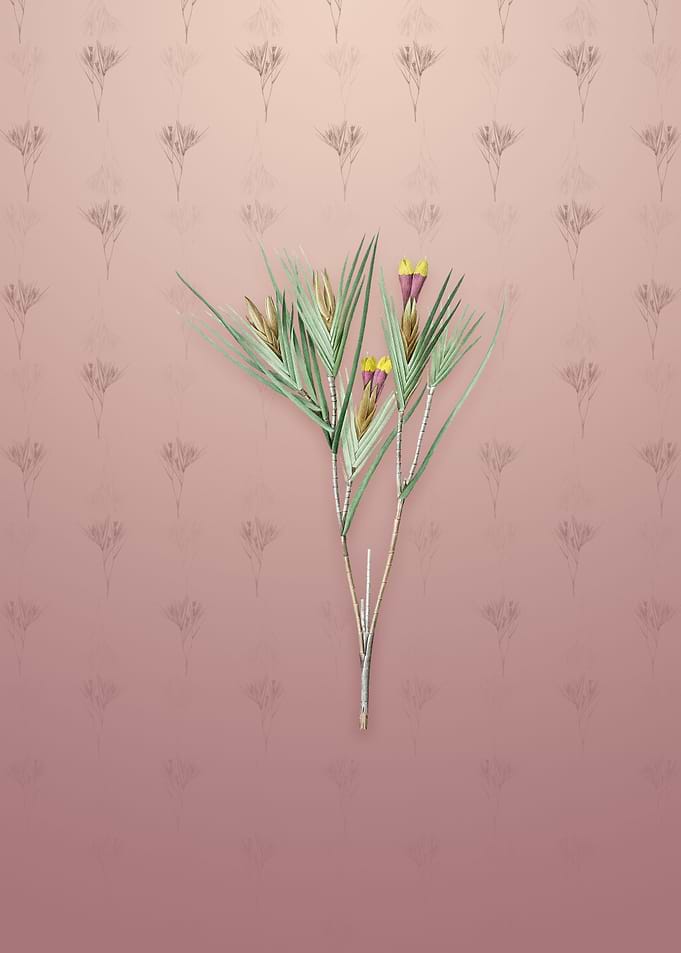 Vintage Witsenia Maura