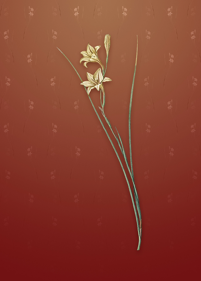 Gladiolus on Falu Red
