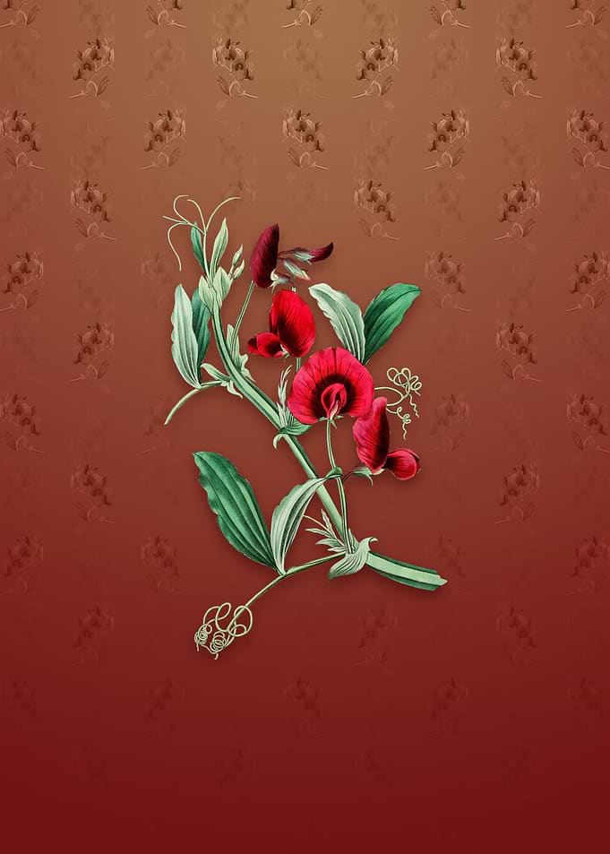 Vintage Tangier Pea Flower