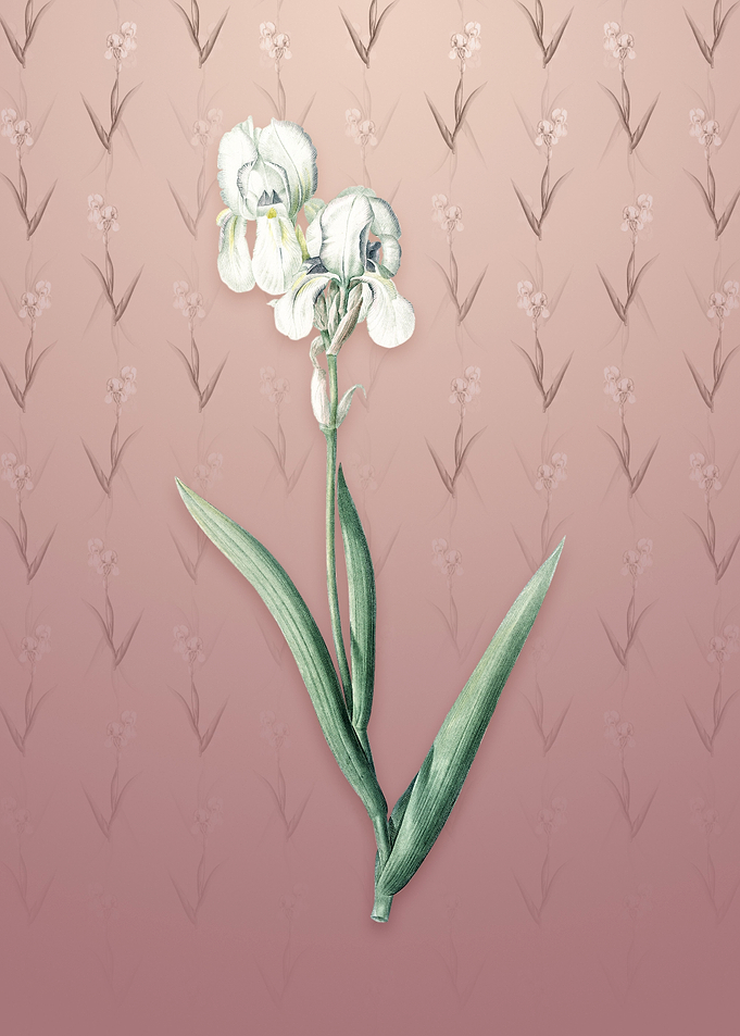 Vintage Tall Bearded Iris