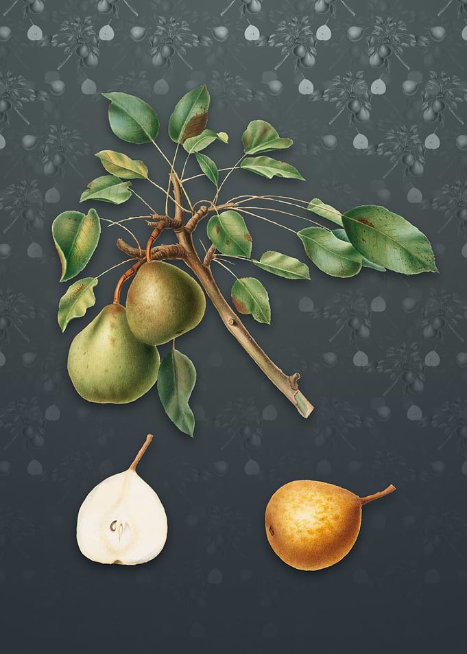 Vintage Pear on Slate Gray