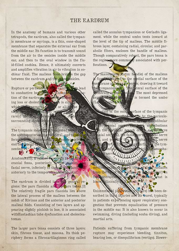 Eardrum Flower Anatomy