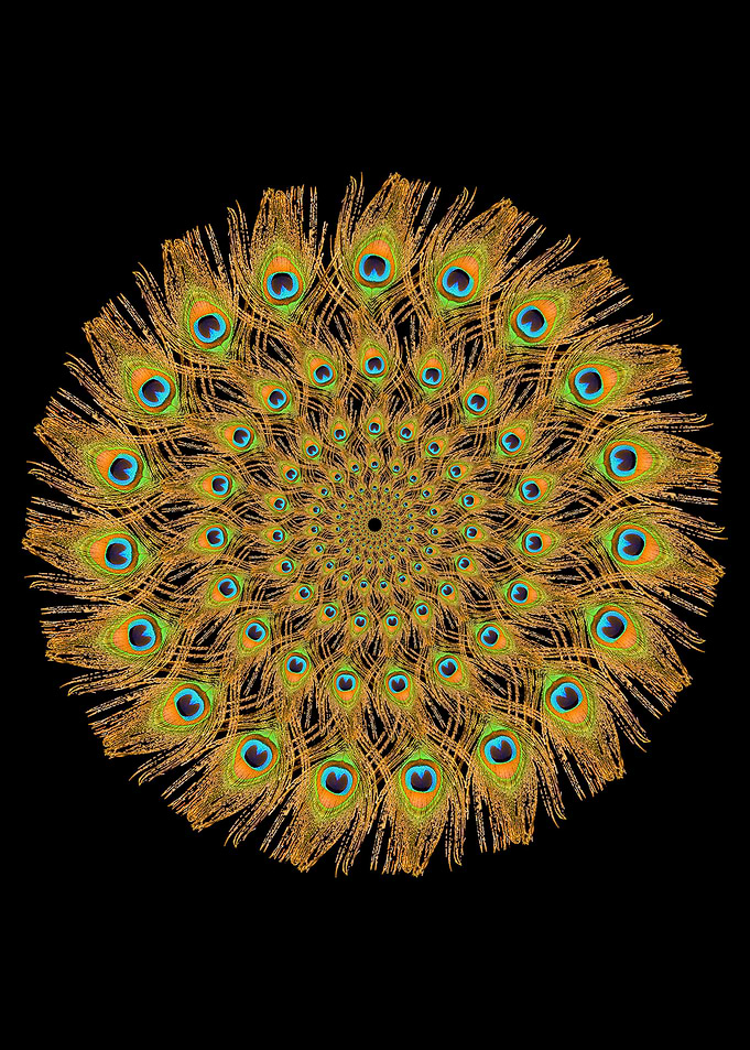 Peacock Bird Feathers