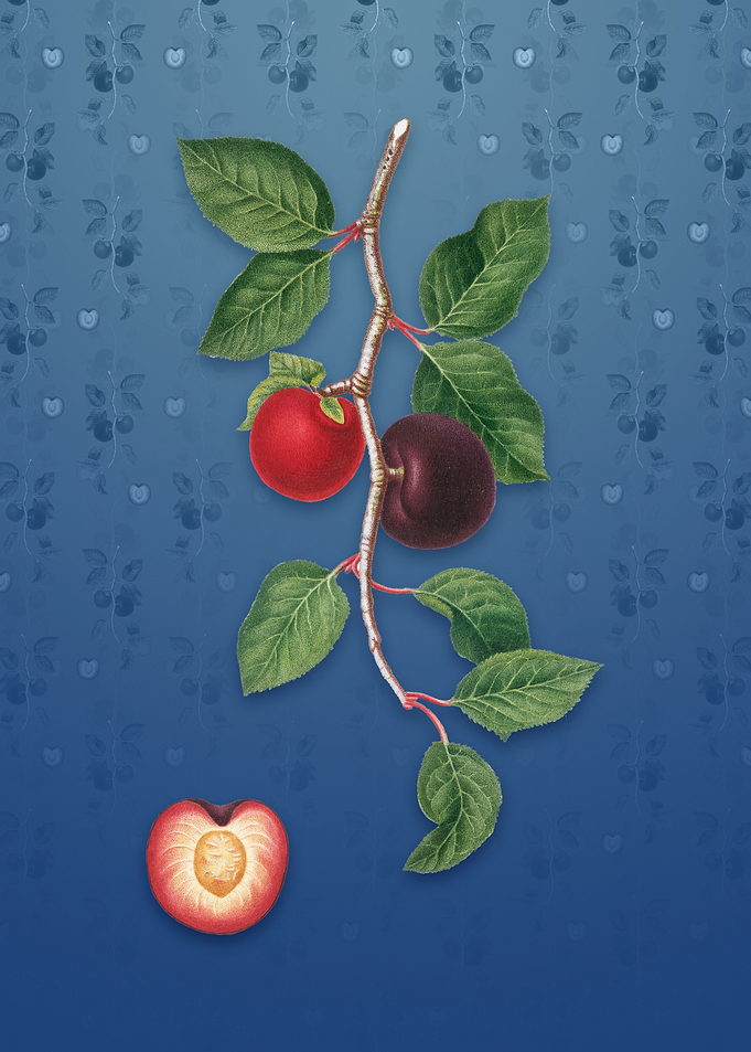 Apricot on Bahama Blue