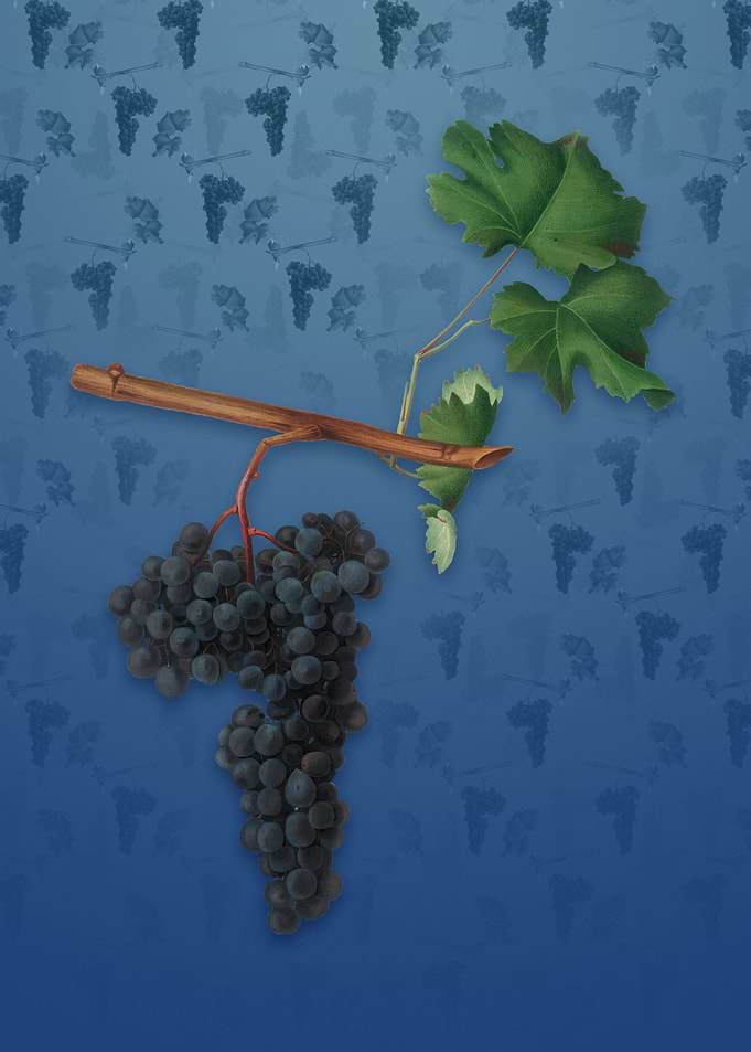 Vintage Dolcetto Grapes