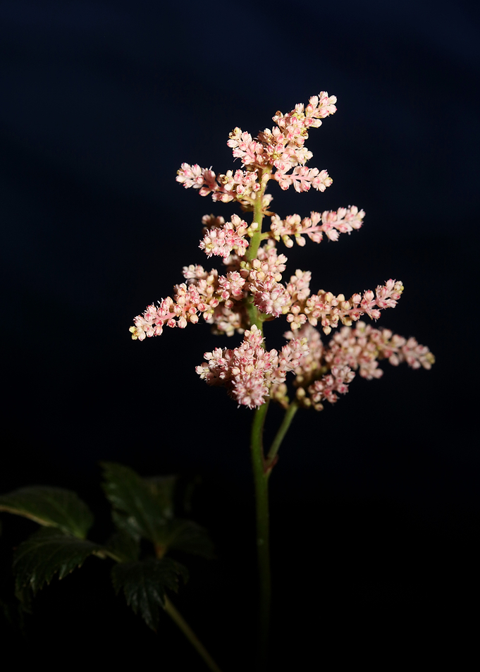 White flower blossoming