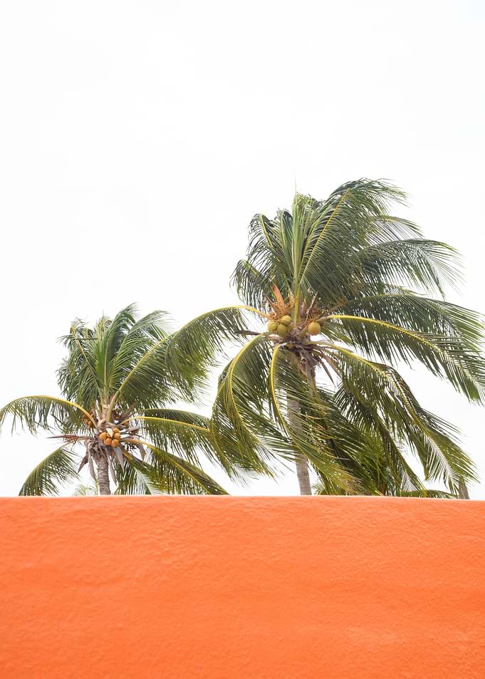 Orange meets Palm Trees 1