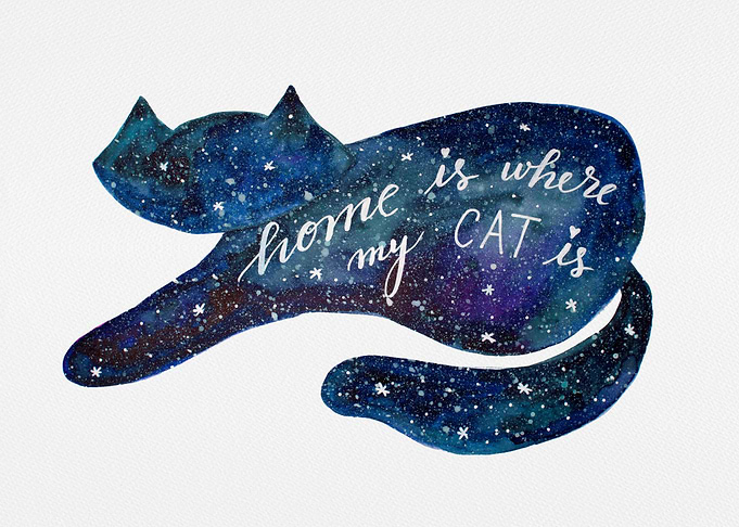 Galaxy cat