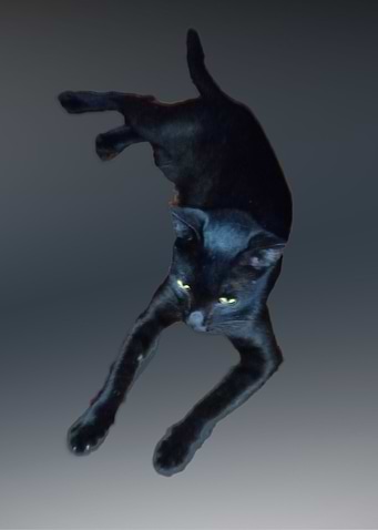 Cute Black Cat
