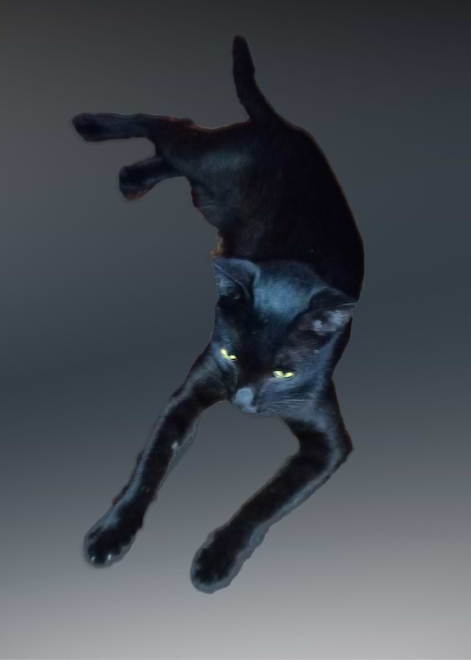 Cute Black Cat