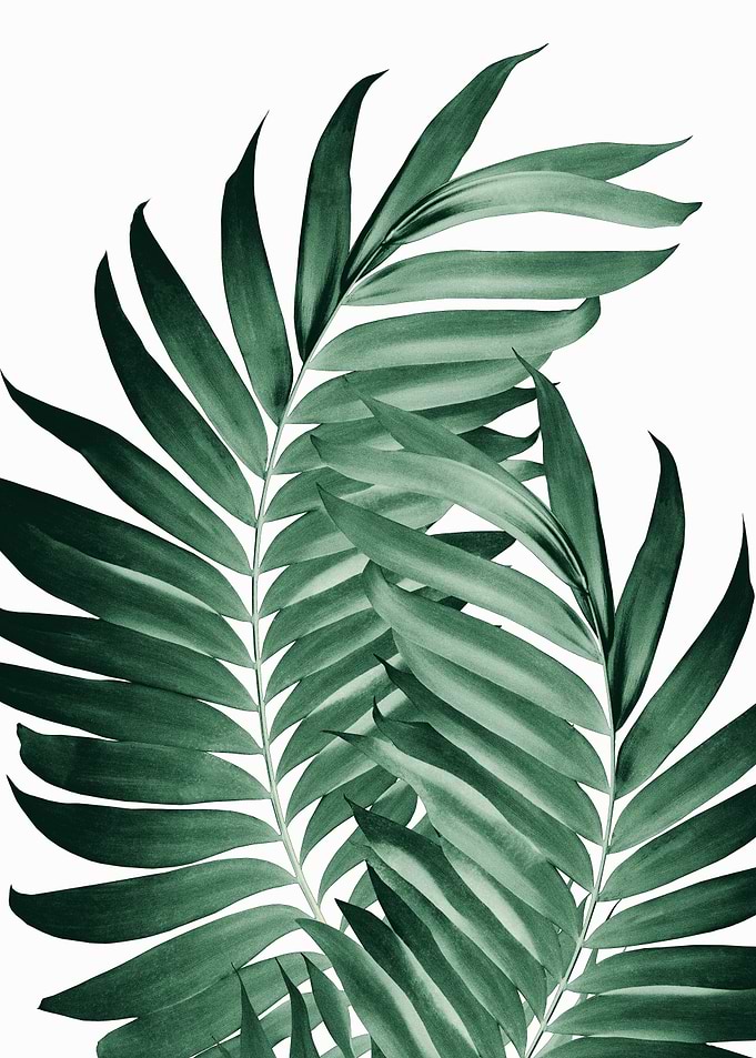 Palm Leaves Green 5