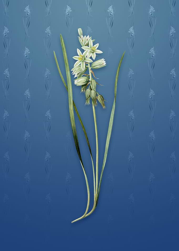 Drooping Star of Bethlehem