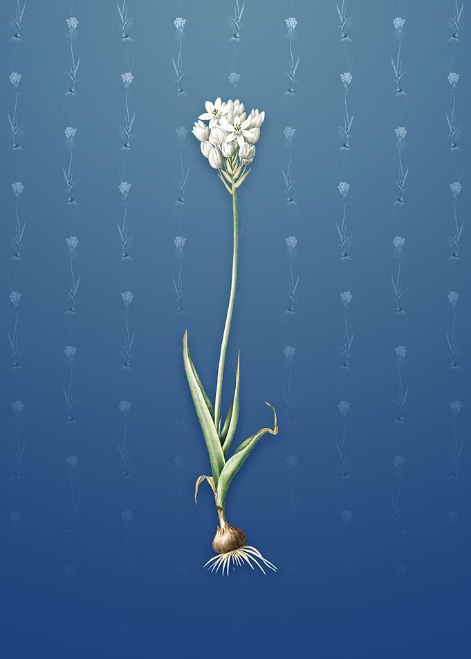 Vintage Chincherinchee