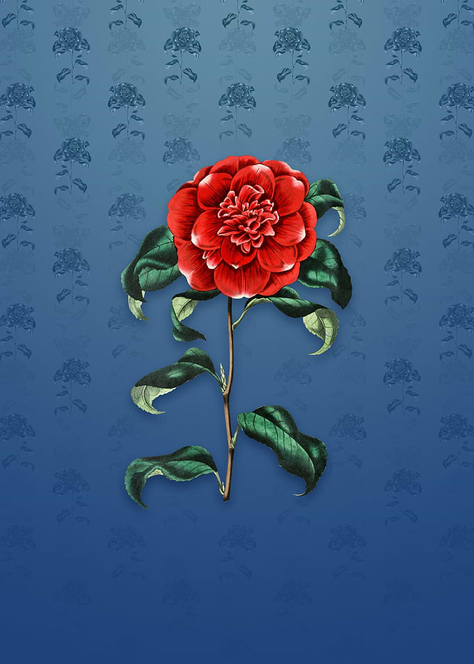 Reevess Crimson Camellia