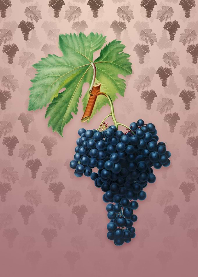 Vintage Fuella Grapes